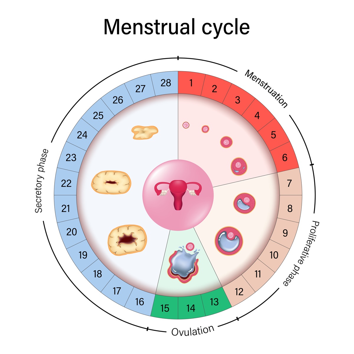 Ženský cyklus